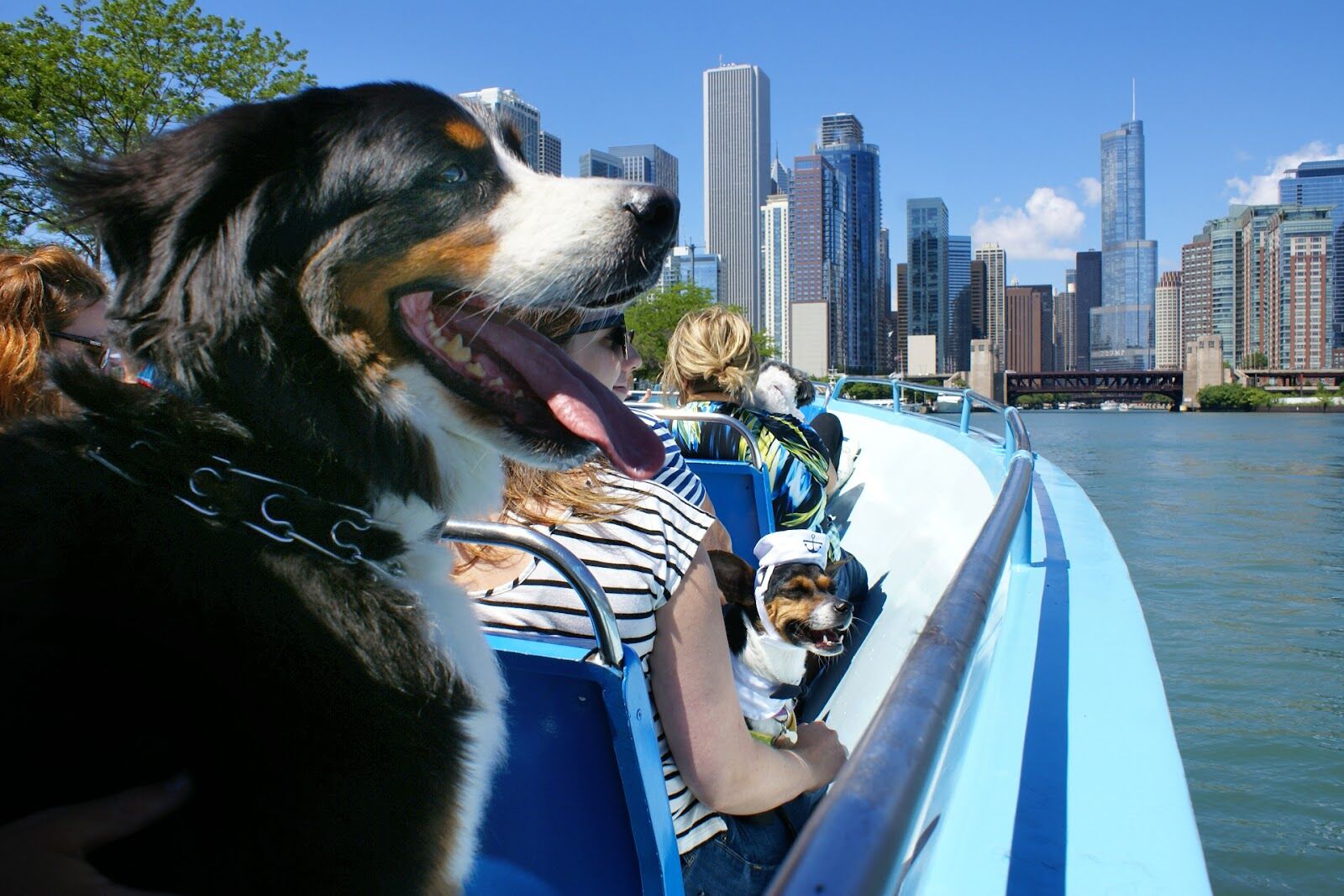 Paws on deck! Canine Cruise returns aboard First Lady for a doggone good time